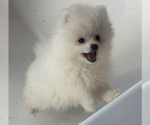 Pomeranian Puppy for Sale in ANTELOPE, California USA