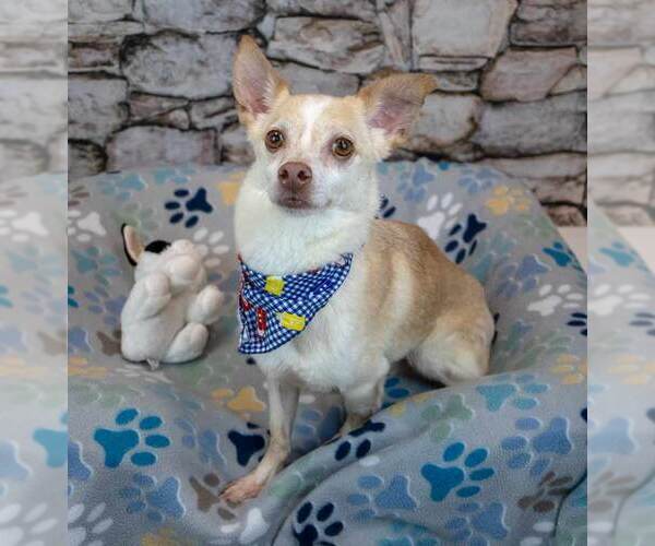 Medium Photo #5 Chihuahua-Unknown Mix Puppy For Sale in Kennesaw, GA, USA