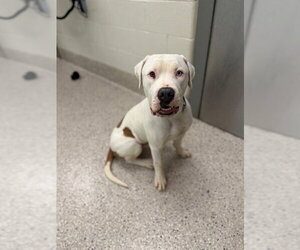Mutt Dogs for adoption in Brighton, CO, USA