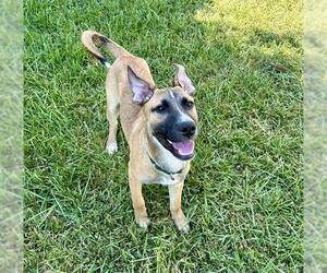 German Shepherd Dog-Unknown Mix Dogs for adoption in Pasadena, TX, USA