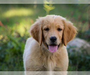 Golden Retriever Puppy for sale in LIBERTY, KY, USA