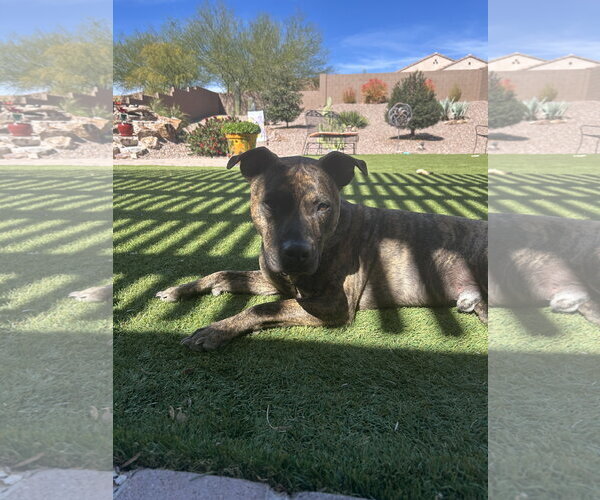 Medium Photo #6 American Pit Bull Terrier-Unknown Mix Puppy For Sale in Chandler, AZ, USA