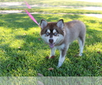 Small Pomsky