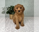Small #1 Cavapoo