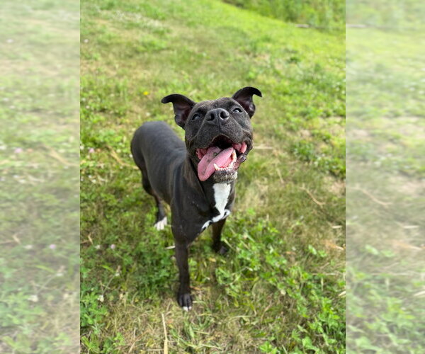 Medium Photo #6 American Staffordshire Terrier-Unknown Mix Puppy For Sale in Pierceton , IN, USA
