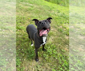 Esther - Fee Waived - Female American Staffordshire Terrier-Unknown Mix Dog for Adoption - Photo #6