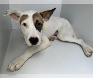 Labrador Retriever-Unknown Mix Dogs for adoption in Houston, TX, USA