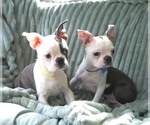 Small #9 Boston Terrier