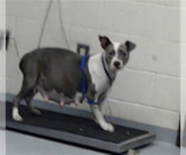 Medium Photo #1 Mutt Puppy For Sale in Fayetteville, NC, USA