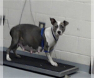 Mutt Dogs for adoption in Fayetteville, NC, USA