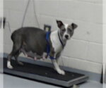 A435636 - Female Mutt Dog for Adoption - Small photo
