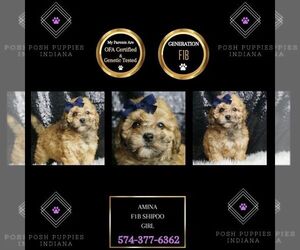 ShihPoo Puppy for Sale in WARSAW, Indiana USA