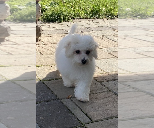 Medium Photo #3 Bichon Frise Puppy For Sale in CANOGA, NY, USA