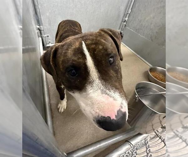 Medium Photo #1 Mutt Puppy For Sale in HESPERIA, CA, USA