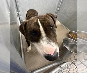 Mutt Dogs for adoption in HESPERIA, CA, USA