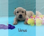 Small Photo #15 Golden Retriever Puppy For Sale in DEARBORN, MO, USA