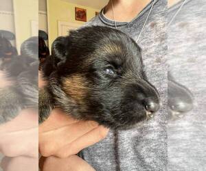 German Shepherd Dog Puppy for sale in COLUMBIA, SC, USA