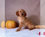 Shetar - Female Golden Retriever Puppy for Sale - Photo #4