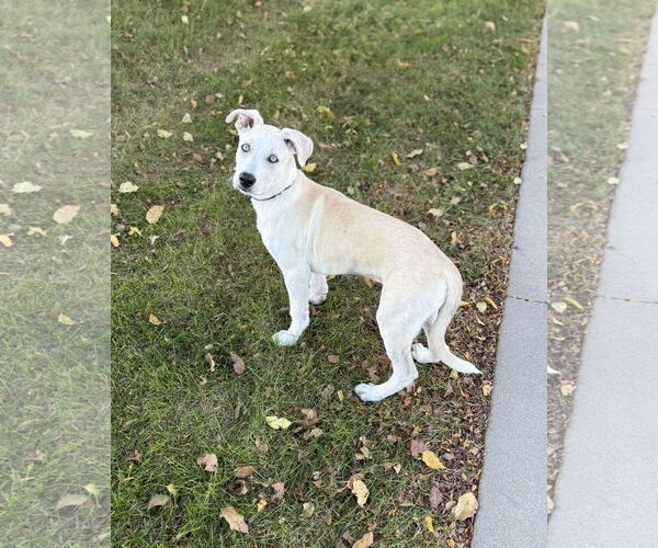 Medium Photo #2 Siberian Husky-Unknown Mix Puppy For Sale in Omaha, NE, USA