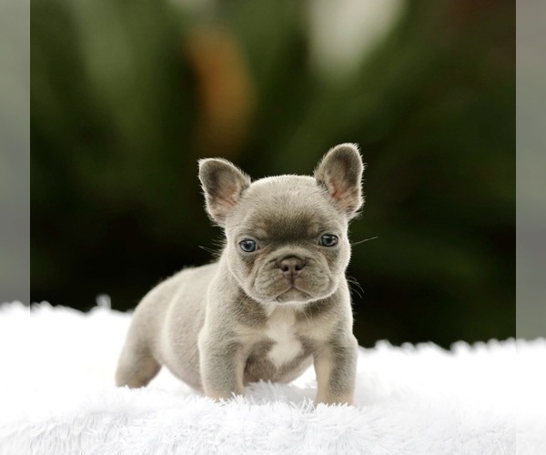 Medium Photo #3 French Bulldog Puppy For Sale in KANSAS CITY, MO, USA