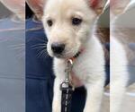 Small #3 German Shepherd Dog-Siberian Husky Mix