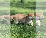 Small #5 Shiba Inu