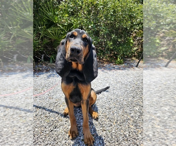 Medium Photo #1 Bloodhound Puppy For Sale in SENATOBIA, MS, USA