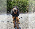 Small Photo #1 Bloodhound Puppy For Sale in SENATOBIA, MS, USA