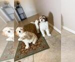 Small #2 Poovanese