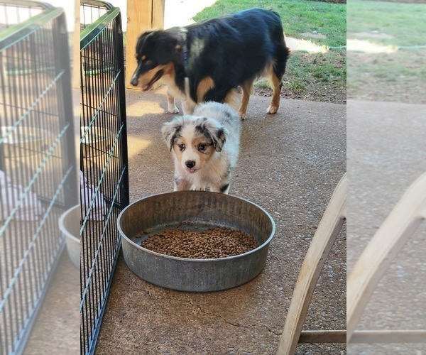 Medium Photo #3 Australian Shepherd Puppy For Sale in SALEM, OR, USA