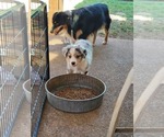 Small #2 Australian Shepherd