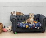 Small Photo #2 ShiChi Puppy For Sale in York, SC, USA