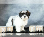 Small #4 Cavapoo