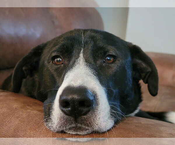 Medium Photo #2 Mutt Puppy For Sale in Royse City, TX, USA