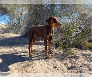 Father of the Doberman Pinscher puppies born on 04/18/2024