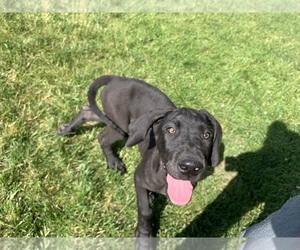 Great Dane Puppy for sale in WARSAW, IN, USA