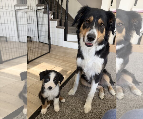 Medium Photo #3 Border-Aussie Puppy For Sale in Sandy, UT, USA