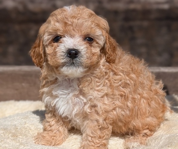 Medium Photo #5 Cavapoo (Miniature) Puppy For Sale in GOSHEN, IN, USA