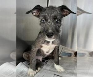 Mutt Dogs for adoption in San Antonio, TX, USA