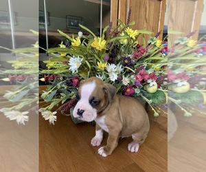 Boxer Puppy for sale in SEVIERVILLE, TN, USA