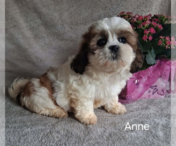 Medium Photo #2 Zuchon Puppy For Sale in MOUNT PLEASANT, MI, USA