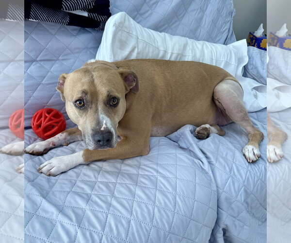 Medium Photo #9 Mutt Puppy For Sale in Fargo, ND, USA