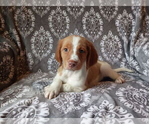 Brittany Puppy for sale in DOWAGIAC, MI, USA
