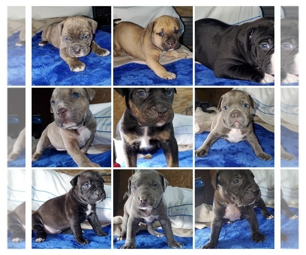 Medium Photo #5 American Pit Bull Terrier Puppy For Sale in SPTBG, SC, USA