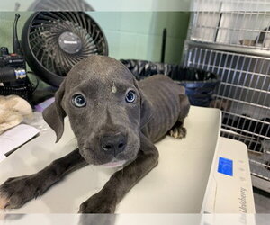 American Staffordshire Terrier-Unknown Mix Dogs for adoption in Grand Prairie, TX, USA