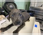 Small American Staffordshire Terrier Mix