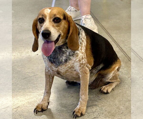 Medium Photo #2 Beagle Puppy For Sale in Batavia, OH, USA