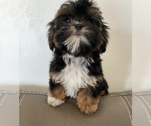 Shiffon Puppy for sale in STERLING HEIGHTS, MI, USA