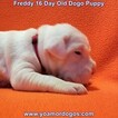 Small Photo #52 Dogo Argentino Puppy For Sale in PINEVILLE, MO, USA