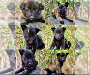 Malinois Puppy for sale in VALLEY CENTER, CA, USA